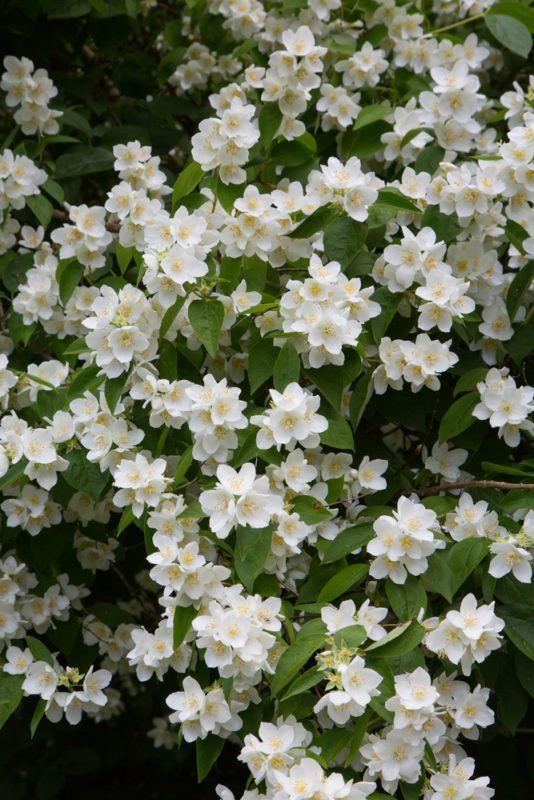 Whispers of Nature's Embrace Bouquet