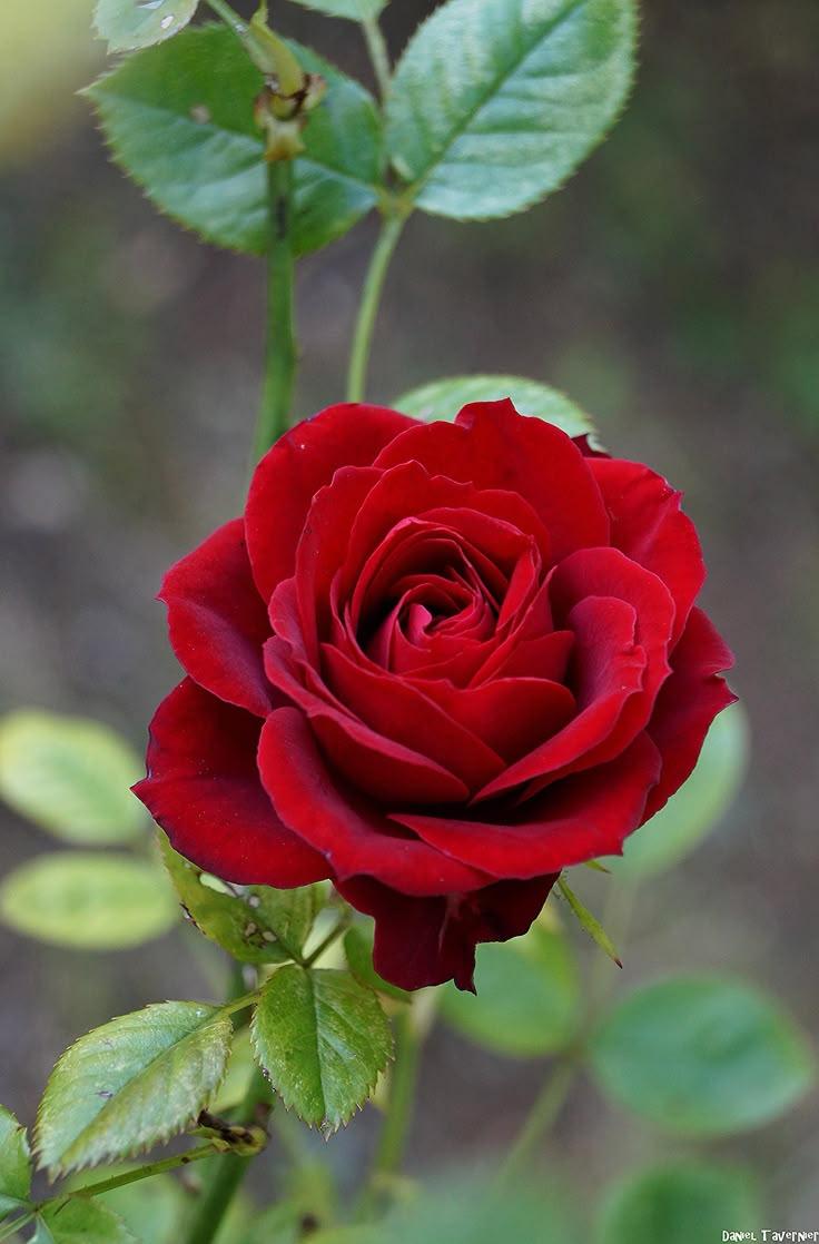 Sunset Serenade: A Symphony in Blooms